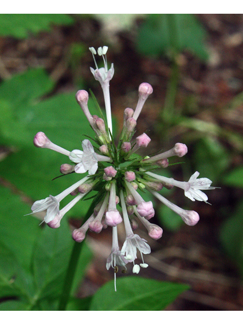 Valeriana pauciflora (Largeflower valerian) #45524