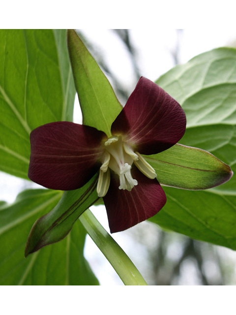 Trillium flexipes (Nodding wakerobin) #45549