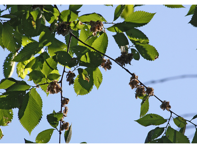 Ulmus thomasii (Rock elm) #45564