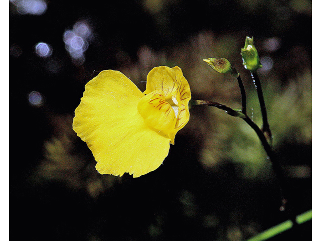 Utricularia macrorhiza (Common bladderwort) #45578