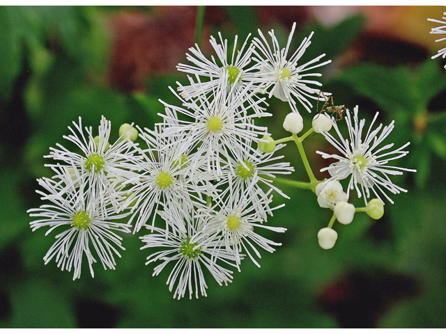 Trautvetteria caroliniensis (Carolina bugbane) #45589