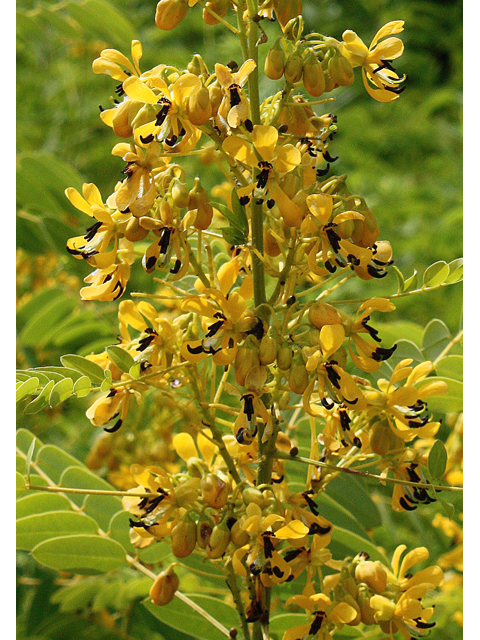 Senna marilandica (Maryland senna) #45598