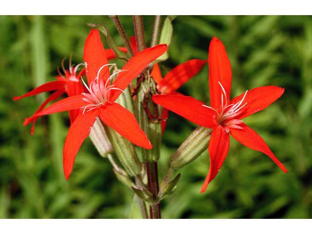 Silene regia (Royal catchfly) #45600