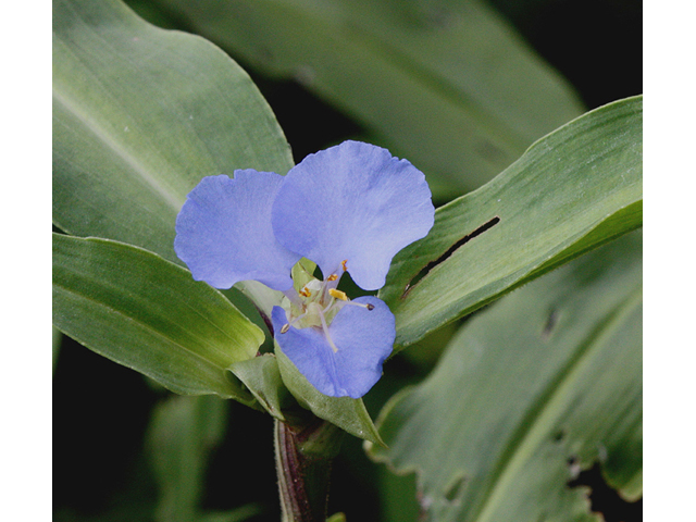 Commelina virginica (Virginia dayflower) #45616