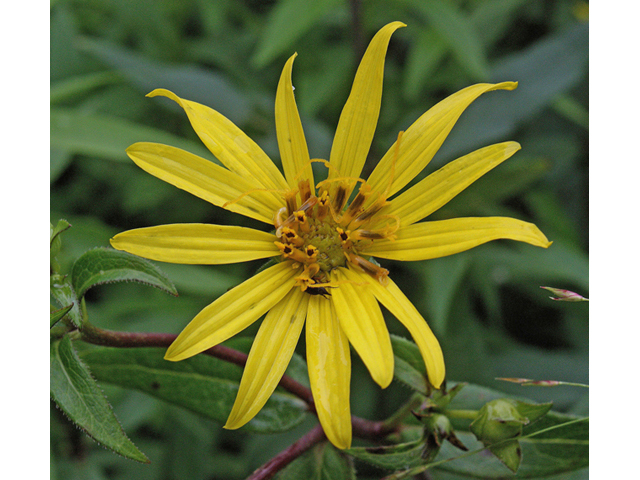 Silphium trifoliatum (Whorled rosinweed) #45617