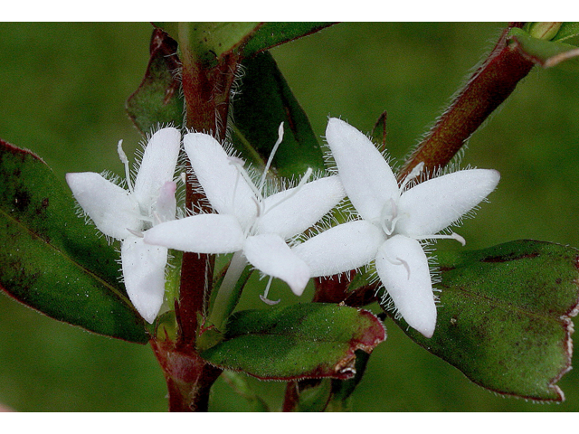 Diodia virginiana (Virginia buttonweed) #45621