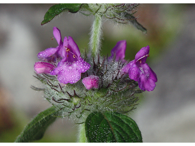 Clinopodium vulgare (Wild basil) #45629