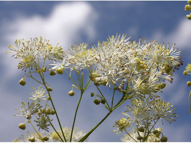 Thalictrum pubescens (King of the meadow) #45646