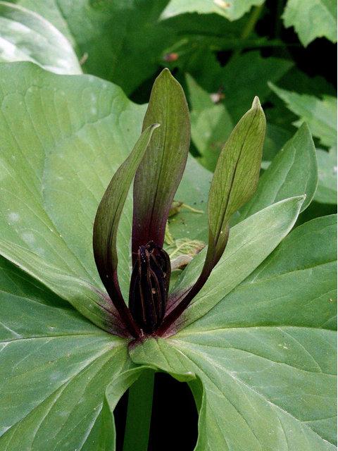 Trillium viridescens (Tapertip wakerobin) #45654