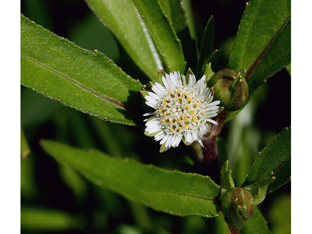 Eclipta prostrata (Pie plant) #46695