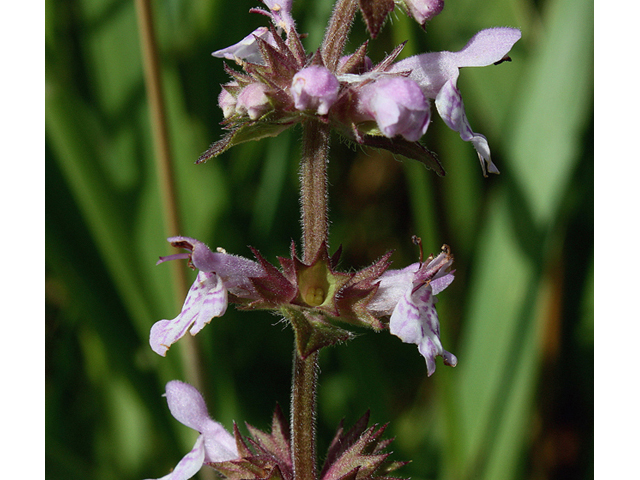 Stachys palustris (Marsh hedgenettle) #46698