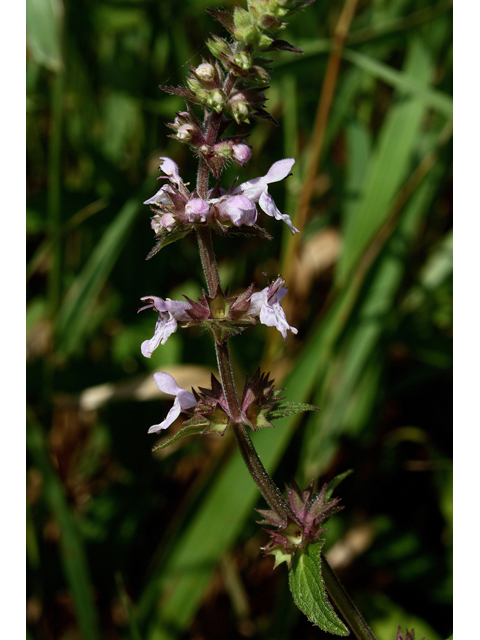 Stachys palustris (Marsh hedgenettle) #46700