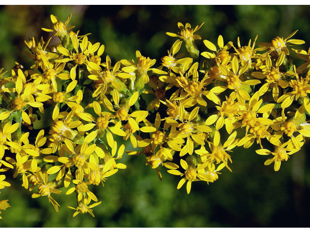 Solidago puberula (Downy goldenrod) #46716