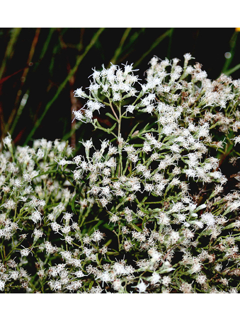 Eupatorium hyssopifolium (Hyssopleaf thoroughwort) #46720