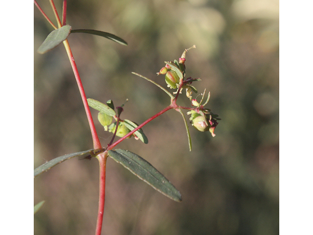 Chamaesyce hyssopifolia (Hyssopleaf sandmat ) #46722