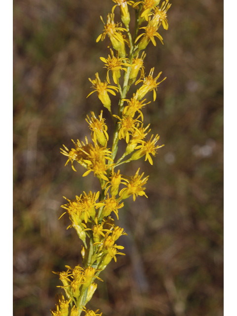 Solidago stricta (Wand goldenrod) #46728