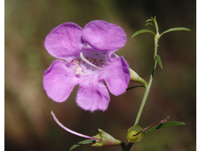 Agalinis harperi (Harper's false foxglove) #46737