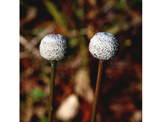 Eriocaulon decangulare (Ten-angle pipewort) #46741