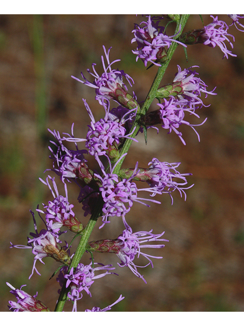 Liatris elegantula (Shaggy blazing star) #46753