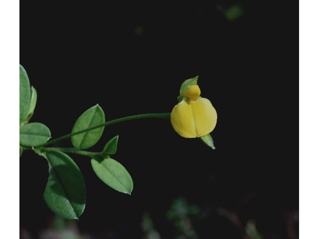 Crotalaria purshii (Pursh's rattlebox) #46758