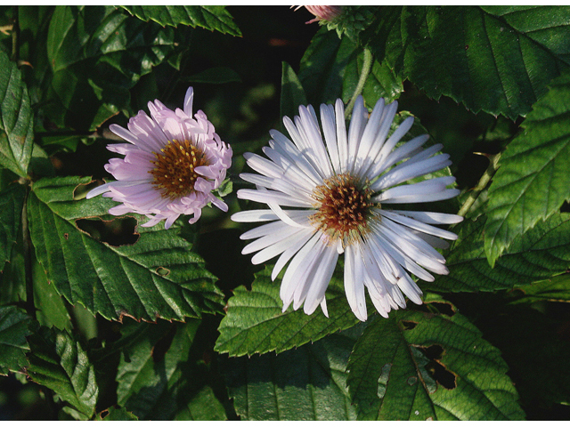 Ampelaster carolinianus (Climbing aster) #46770