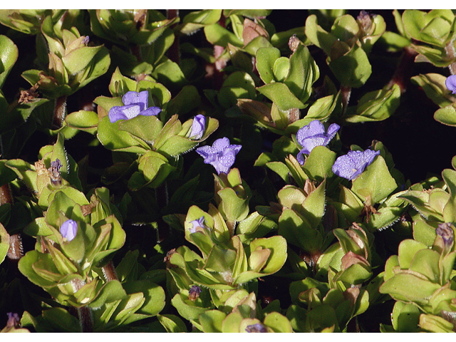 Bacopa caroliniana (Blue waterhyssop) #46780