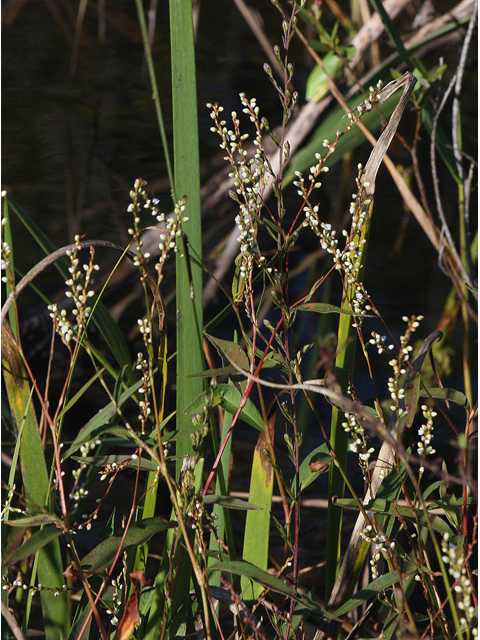 Polygonum setaceum (Bog smartweed) #46781