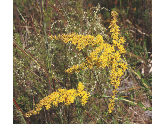 Solidago petiolaris (Downy ragged goldenrod) #46803