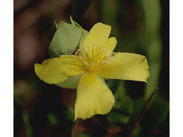 Hypericum crux-andreae (St. peter's-wort) #46819