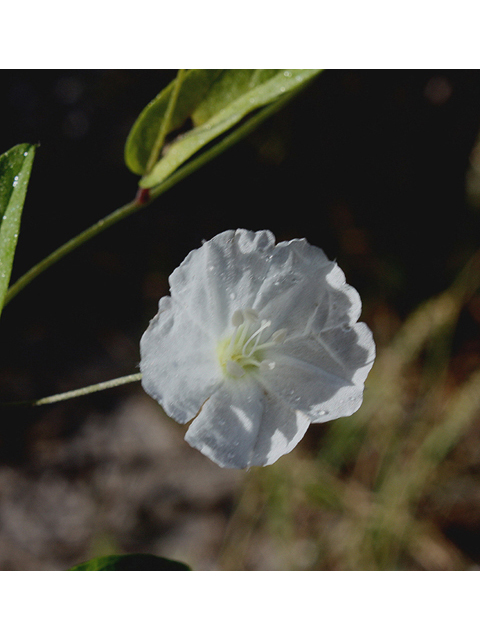 Stylisma villosa (Hairy dawnflower) #46824