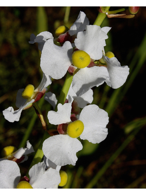 Sagittaria lancifolia (Lanceleaf arrowhead) #46826