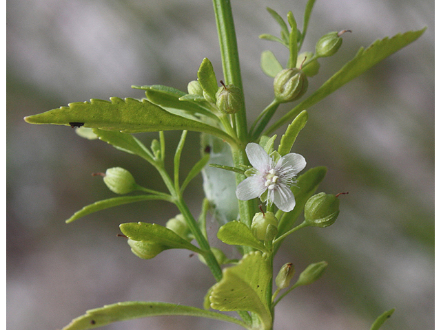 Scoparia dulcis (Licorice weed) #46833