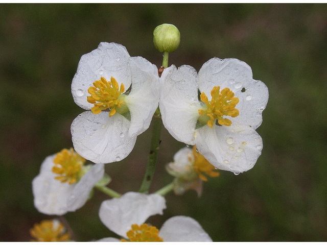 Sagittaria australis (Appalachian arrowhead) #46836