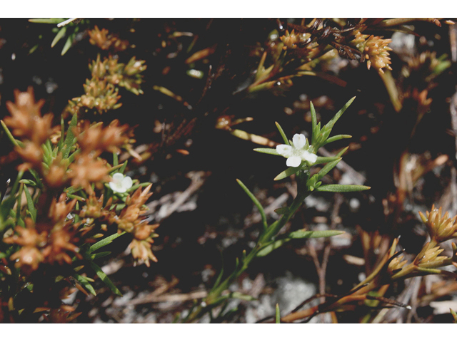 Polypremum procumbens (Juniper leaf) #46842