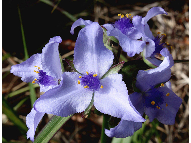 Tradescantia hirsutiflora (Hairyflower spiderwort) #59132