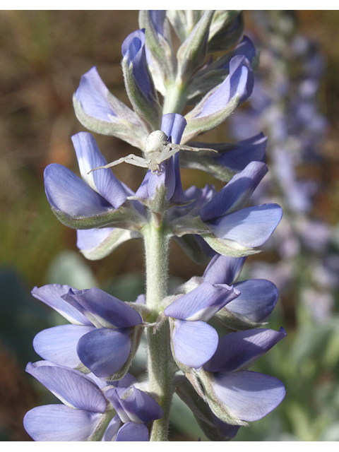 Lupinus diffusus (Oak ridge lupine) #59135