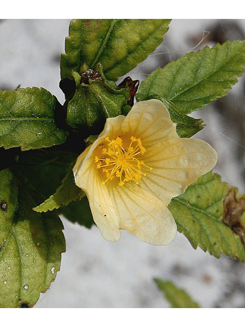 Sida spinosa (Prickly fanpetals) #59137