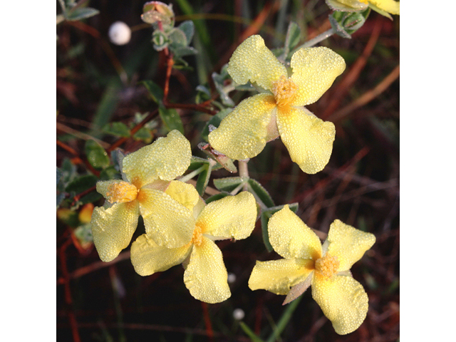 Hypericum tetrapetalum (Fourpetal st. john's-wort) #59143