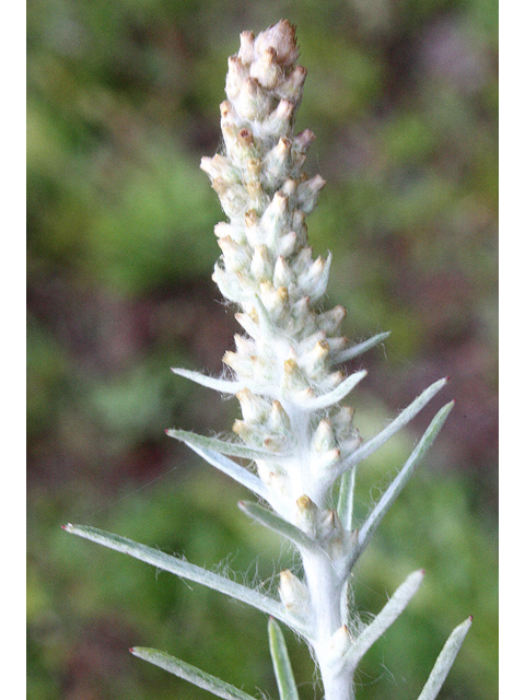 Gamochaeta falcata (Narrowleaf purple everlasting) #59150