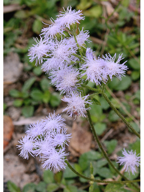 Fleischmannia incarnata (Pink thoroughwort) #59156