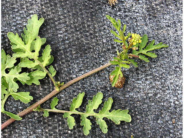 Rorippa teres (Southern marsh yellowcress) #59161