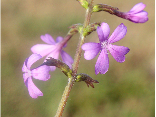 Buchnera americana (American bluehearts) #59163