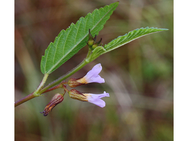 Melochia pyramidata (Pyramidflower) #59168