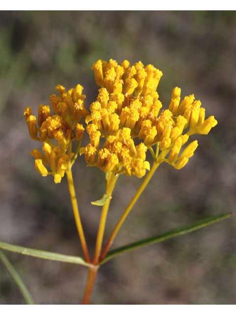 Bigelowia nuttallii (Nuttall's rayless goldenrod) #59169