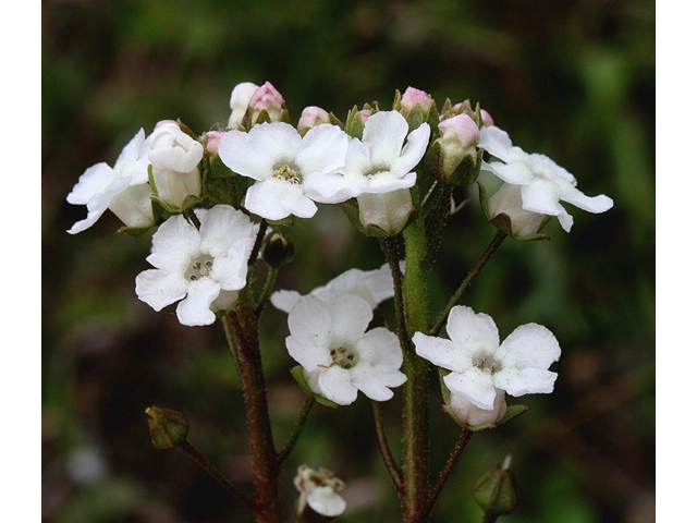 Samolus ebracteatus (Limewater brookweed) #59177