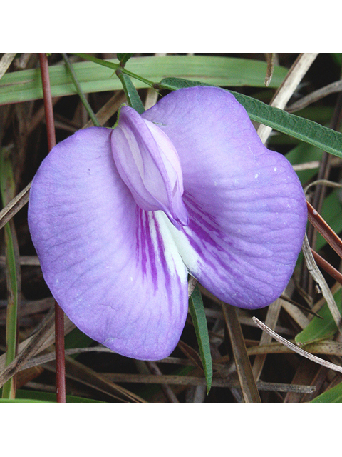 Centrosema virginianum (Spurred butterfly pea) #59184