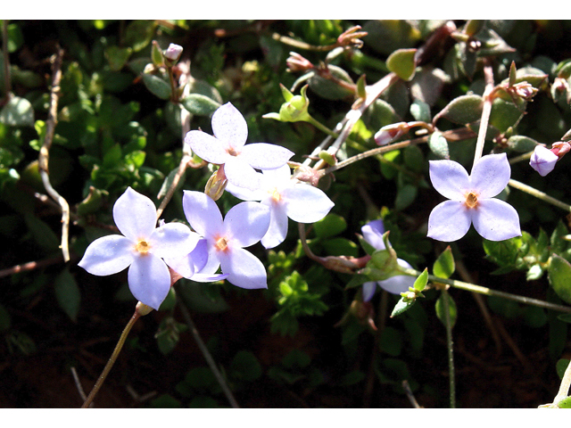 Houstonia pusilla (Tiny bluets) #59204