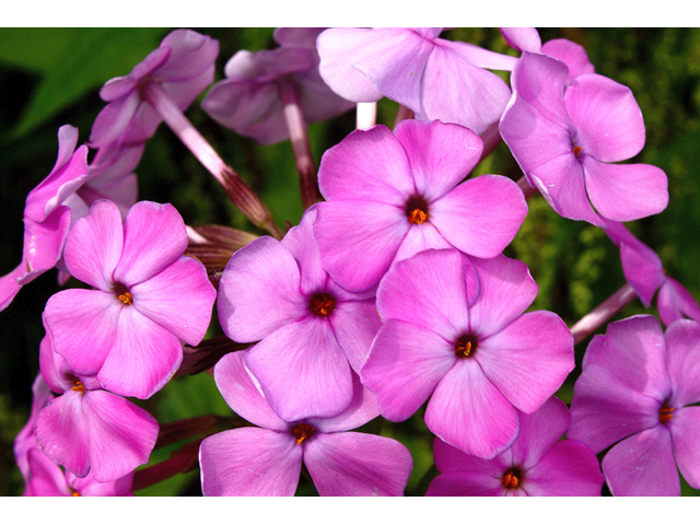 Phlox latifolia (Wideflower phlox) #59211