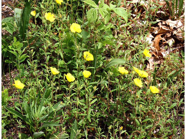 Helianthemum canadense (Longbranch frostweed) #59212