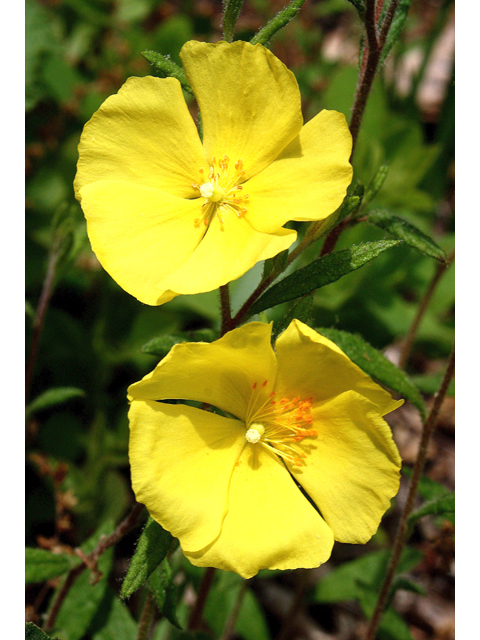 Helianthemum canadense (Longbranch frostweed) #59213